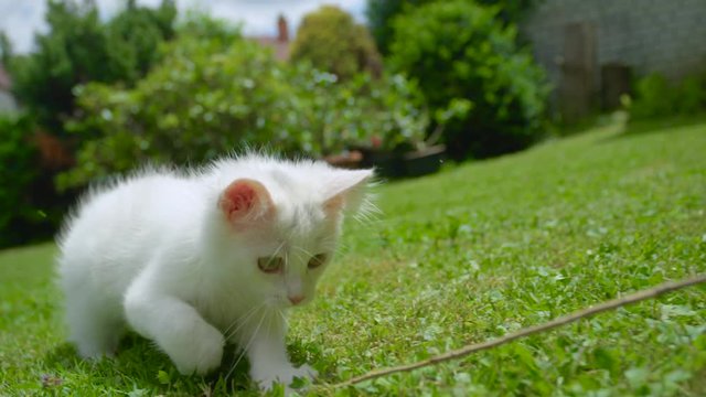 SLOW MOTION CLOSE UP, DOF: Playful furry kitten trying to catch a twig moving around the backyard. Unrecognizable person teasing a frisky white baby cat chasing after a thin stick. Cat playing outside