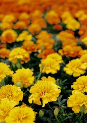 yellow orange gradient marigolds in the garden focus dissipate
