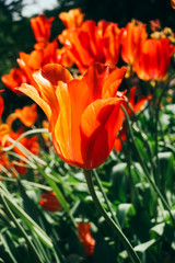 Tulipa praestans. Tulip flowers are bright red in color with orange hues of petals in the sun. 
