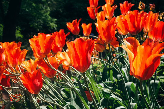 Tulipa praestans. Tulip group of flowers of bright red color with an orange tint of petals in the sun. 