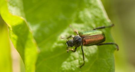 Chafer Beetle - Dichelonyx sp.