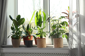 Different green potted plants on window sill at home
