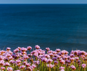 Pink Thrift grows in large clumps on the cliff top at Bournemouth