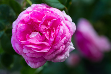 May rose blooms in the garden