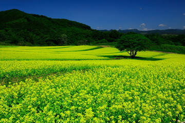 春のやくらいガーデン