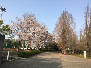 桜