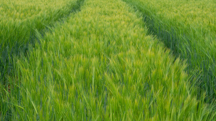 Field of wheat with tractor tracks