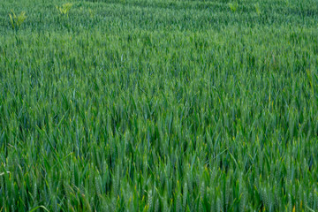 Field of wheat 