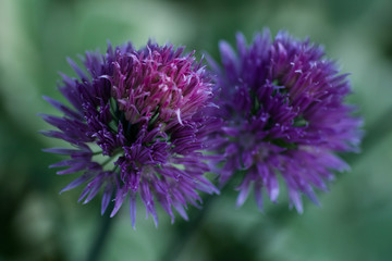 Blooming decorative onions in the garden