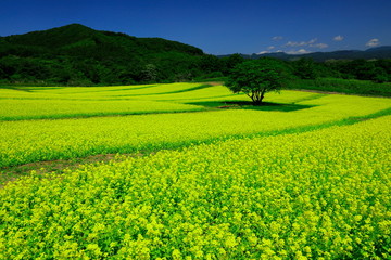 春のやくらいガーデン