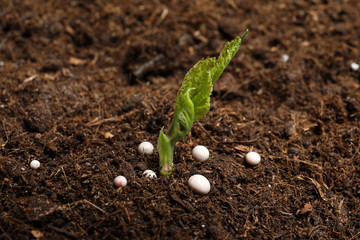 Fresh growing plant and fertilizer on soil, space for text. Gardening time