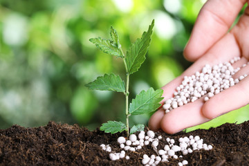 Woman fertilizing plant in soil against blurred background, closeup with space for text. Gardening...