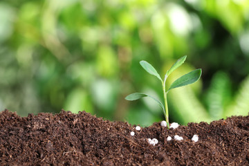 Fresh growing plant and fertilizer on soil against blurred background, space for text. Gardening time
