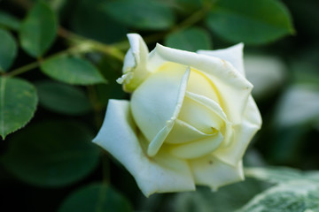 White rose closeup blooms in the garden