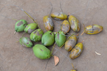  A grain of coffee after harvesting