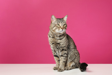 Cute tabby cat on floor against color background, space for text. Friendly pet