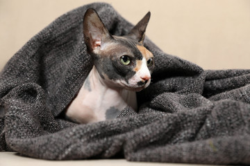 Cute sphynx cat covered with plaid on sofa. Friendly pet