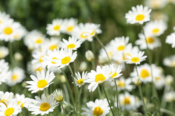Beautiful bright daisies in green field. Spring flowers