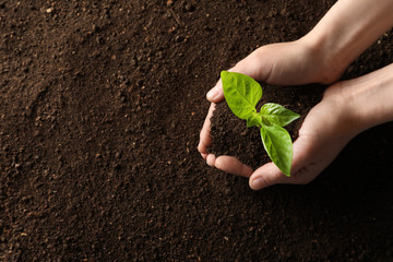 Woman holding young plant over soil, top view with space for text. Gardening time