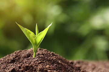 Young plant in fertile soil on blurred background, space for text. Gardening time