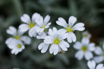 Fototapeta na wymiar Little white flowers on a blurred background