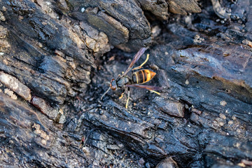 wasp