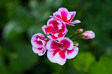 Blooming flowers of white and pink geraniums