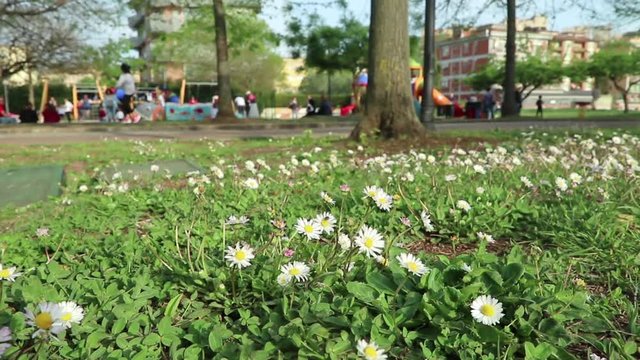 Slow motion low angle view of playground with children and flowers focused in foreground