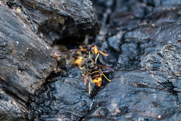wasp