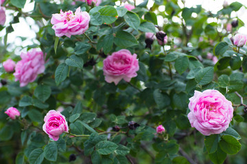 May rose blooms in the garden