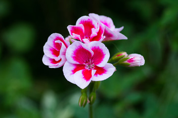 Blooming flowers of white and pink geraniums