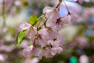 cherry blossom flowers in spring