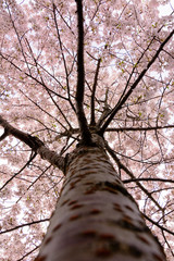 Worm's eye view of cherry blossom in spring