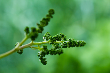 Ripening grapes in the garden