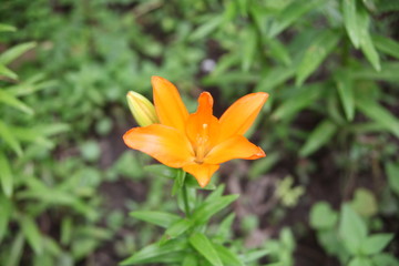 flower in garden