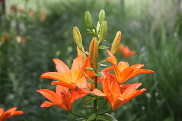 orange lily in garden