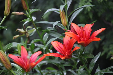 red flower in the garden