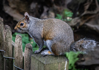 Squirrel Portrait