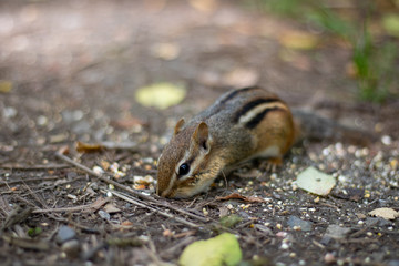 adorable wild chipmunk