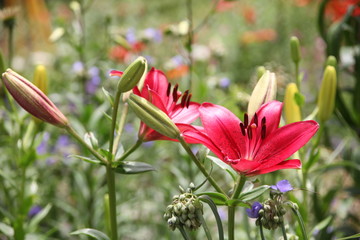 red flowers in the garden