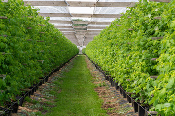 Plantatnion of green raspeberry plants in half opened greenhouse