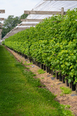 Fototapeta na wymiar Plantatnion of green raspeberry plants in half opened greenhouse