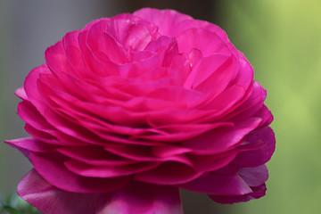 bright pink close up of ranunculas in spring