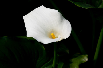 White calla flowers on black background