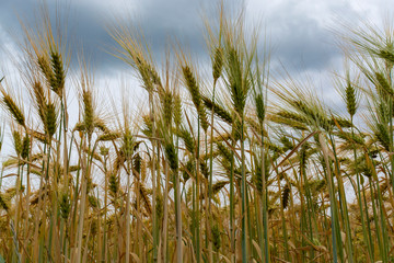 Barley of wheat golden yellow fields in europe