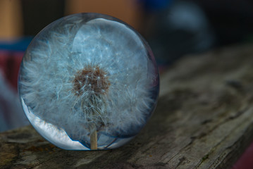Crepis foetida flower glass paperweight.