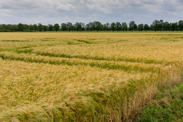 Barley of wheat golden yellow fields in europe