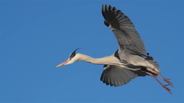 Grey heron landing