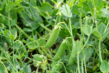 Green pea plants growing on farming fields in summer