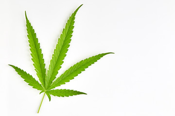 Cannabis fan leaf on white background
